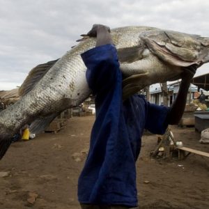 A man carries a Nile Perch of 80 kilograms on May 30, 2008 in Kasinyi, Entebbe, Uganda. Nile perches were introduced to Lake Victoria and several other lakes in Africa. The World Environment Day is commemorated each year on 5 June. AFP PHOTO/Walter ASTRADA (Photo credit should read WALTER ASTRADA/AFP/Getty Images)